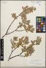 Foto von Salix glauca L.